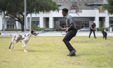 Through the Leash Dog Behavior & Training: the Key to a Happy and Well-behaved Dog