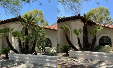 The Importance of Professional Tree Trimming in Scottsdale, Arizona